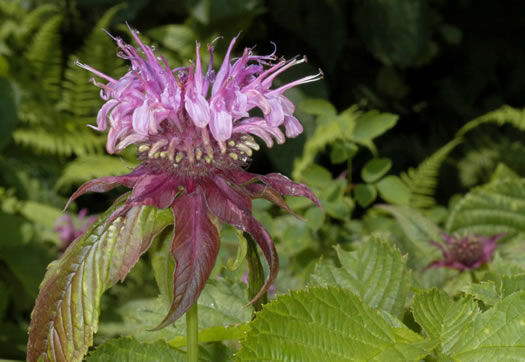 image of Monarda media, Purple Beebalm, Purple Bergamot