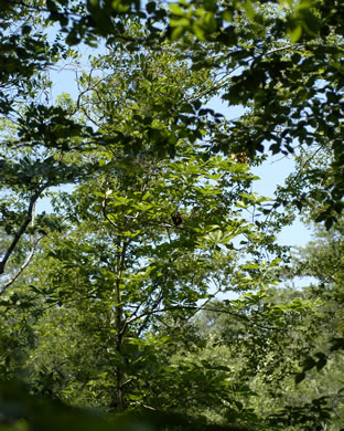 image of Magnolia pyramidata, Pyramid Magnolia