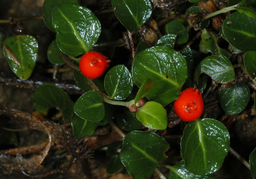 image of Mitchella repens, Partridgeberry, Twinflower