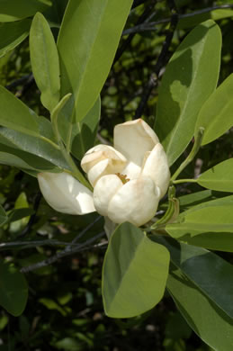 image of Magnolia virginiana +, Sweetbay, Sweetbay Magnolia, Swampbay