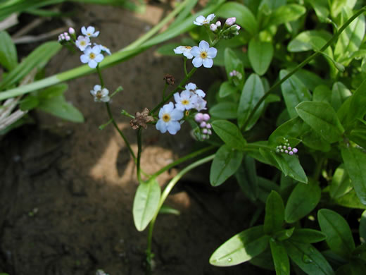 image of Myosotis laxa ssp. laxa, Smaller Forget-me-not, Marsh Forget-me-not, Tufted Forget-me-not