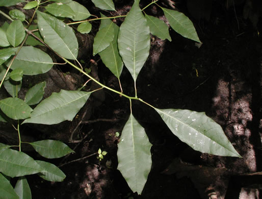 image of Nyssa aquatica, Water Tupelo, Cotton Gum, Tupelo Gum