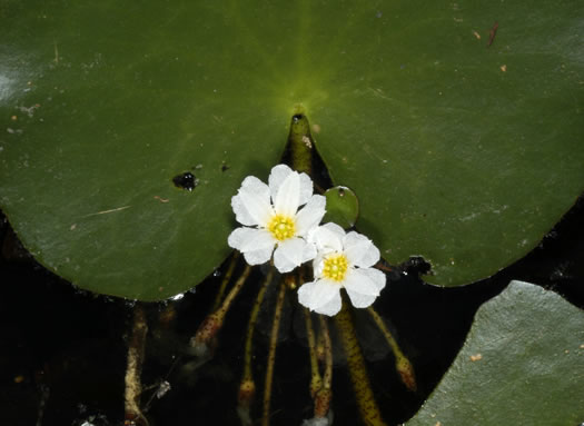 image of Nymphoides aquatica, Big Floating Heart, Banana Floating Heart