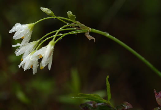 image of Nothoscordum bivalve, False Garlic, Grace Garlic