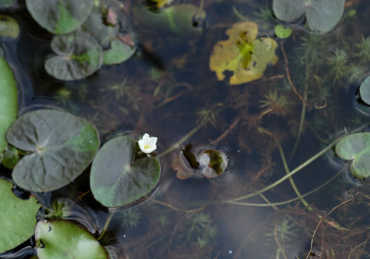 Nymphoides cordata, Little Floating Heart