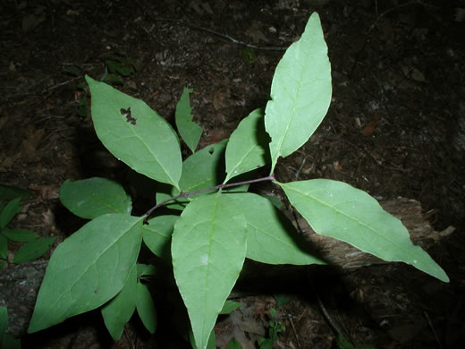 image of Nestronia umbellula, Nestronia, Conjurer's-nut, Leechbush, Indian-olive