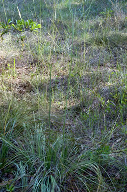 image of Nolina georgiana, Georgia Beargrass, Sandhill Lily