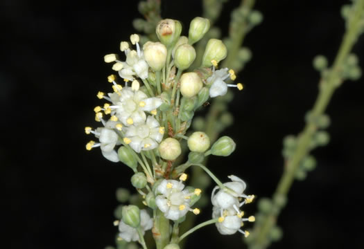 image of Nolina georgiana, Georgia Beargrass, Sandhill Lily