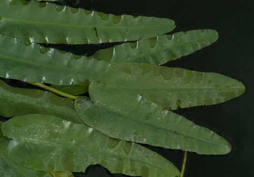 Narrowleaf Pondlily