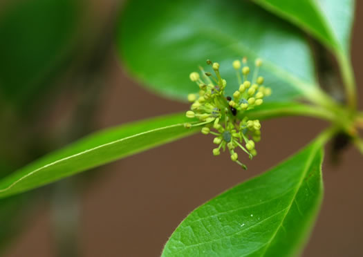 image of Nyssa sylvatica, Blackgum, Black Tupelo, Sour Gum