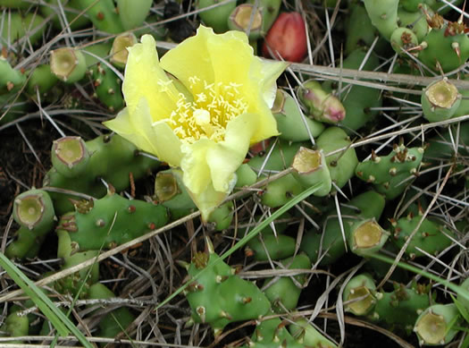 image of Opuntia drummondii, Dune Prickly Pear, Dune Devil-joint, Devils-joint Cactus, Little Prickly-pear