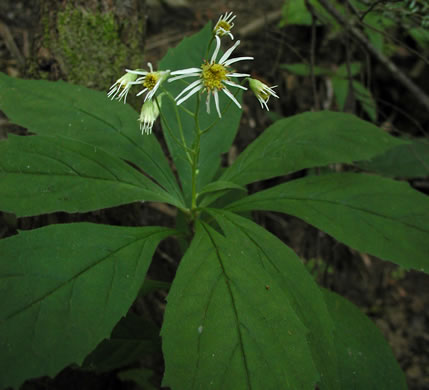 flower of Oclemena acuminata, Whorled Wood Aster, Floral Wood Aster, Whorled Aster, Whorled Nodding-aster