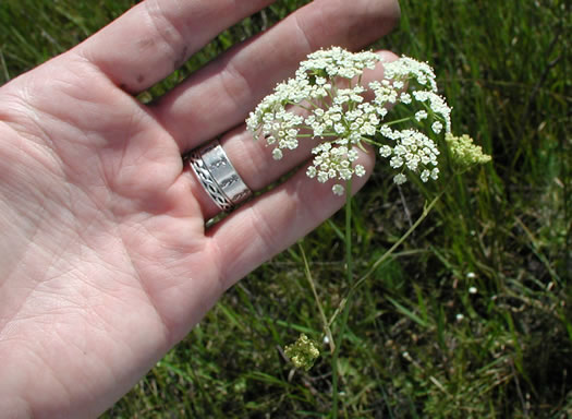 flower of Tiedemannia canbyi, Canby's Cowbane, Canby's Dropwort