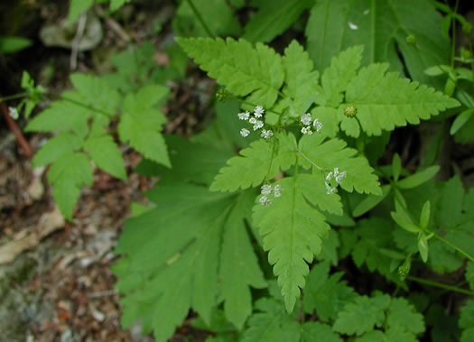 image of Osmorhiza claytonii, Bland Sweet Cicely, Hairy Sweet Cicely