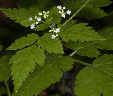 image of Osmorhiza claytonii, Bland Sweet Cicely, Hairy Sweet Cicely