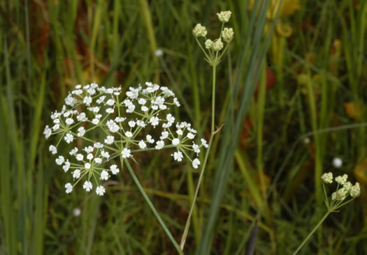 image of Tiedemannia filiformis ssp. filiformis, Water Dropwort, Water Cowbane