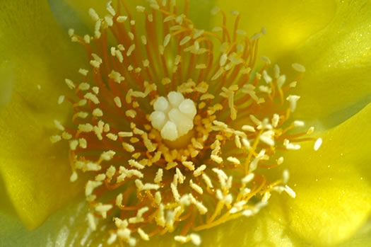 image of Opuntia mesacantha ssp. mesacantha, Eastern Prickly-pear