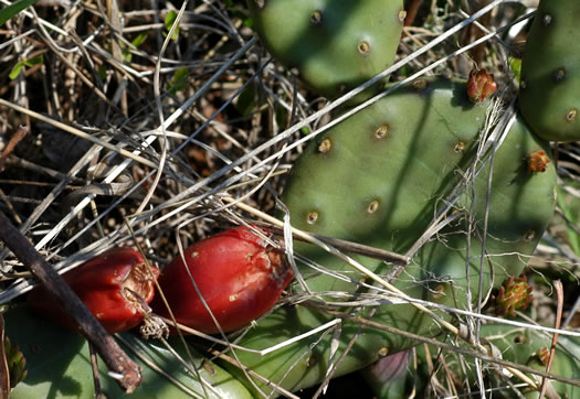 spines