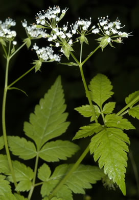 Osmorhiza longistylis, Aniseroot, Smooth Sweet Cicely, Longstyle Sweet-cicely