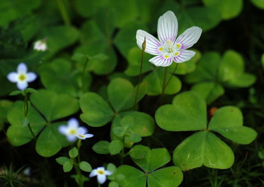 image of Oxalis montana, Mountain Wood-sorrel, American Wood-sorrel, Wood Shamrock, White Wood-sorrel