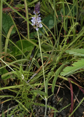 image of Orbexilum psoralioides, Eastern Sampson's-snakeroot