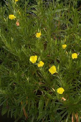 image of Oenothera riparia, Riverbank Evening Primrose, Riverbank Sundrops