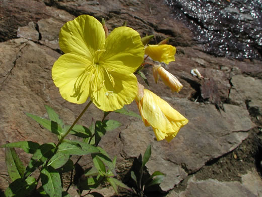 image of Oenothera tetragona, Northern Sundrops, Appalachian Sundrops