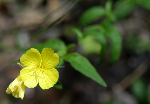 image of Oenothera tetragona, Northern Sundrops, Appalachian Sundrops