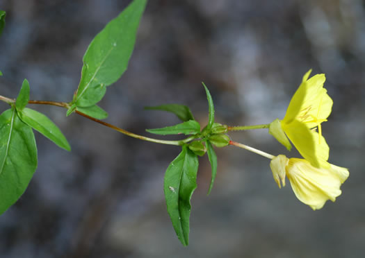 image of Oenothera tetragona, Northern Sundrops, Appalachian Sundrops