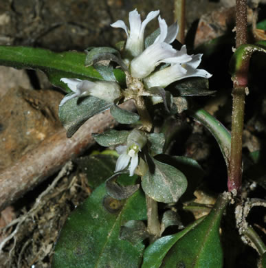 image of Obolaria virginica, Pennywort, Virginia Pennywort
