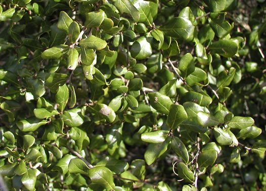 image of Quercus myrtifolia, Myrtle Oak