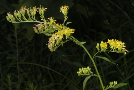 image of Solidago vaseyi, Vasey's Goldenrod, Atlantic Goldenrod