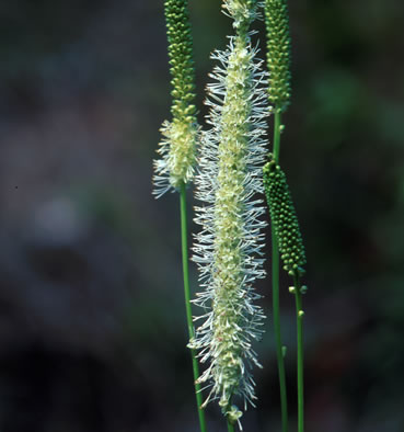 image of Sanguisorba canadensis, Canada Burnet, American Burnet, White Burnet