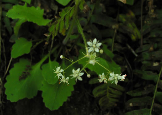 image of Micranthes careyana, Carey's Saxifrage