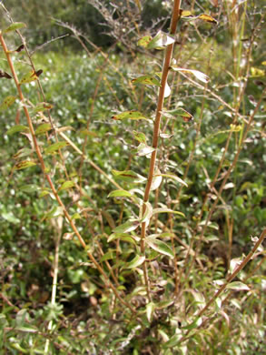 image of Solidago chapmanii, Chapman's Goldenrod