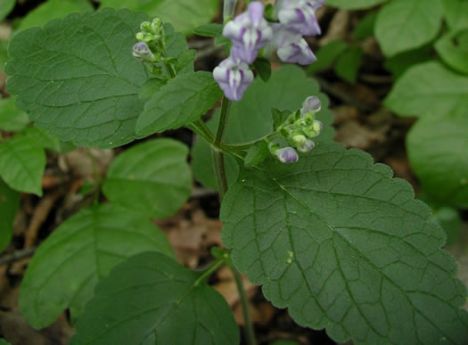 image of Scutellaria elliptica var. elliptica, Hairy Skullcap, Elliptic-leaved Skullcap