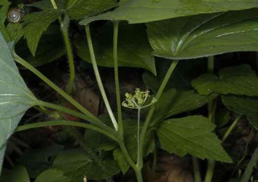 image of Smilax hugeri, Huger's Carrionflower