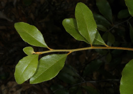 image of Sideroxylon lanuginosum ssp. lanuginosum, Eastern Gum Bumelia, Eastern Gum Bully