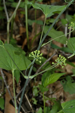 image of Smilax lasioneura, Midwestern Carrionflower