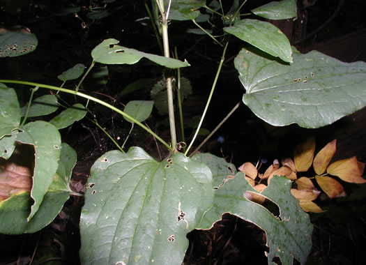 image of Smilax lasioneura, Midwestern Carrionflower