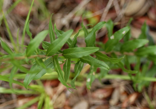 image of Solidago chapmanii, Chapman's Goldenrod