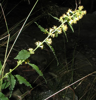image of Solidago roanensis, Roan Mountain Goldenrod