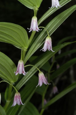 image of Streptopus lanceolatus var. lanceolatus, Rosy Twisted-stalk, Eastern Rose Mandarin, Eastern Twisted-stalk