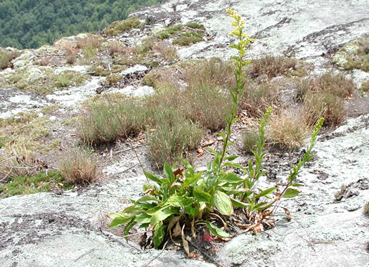 image of Solidago simulans, Granite Dome Goldenrod, Cliffside Goldenrod