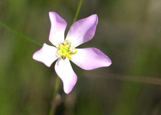 image of Sabatia stellaris, Annual Sea-pink, Salt-marsh Pink, Rose-of-Plymouth