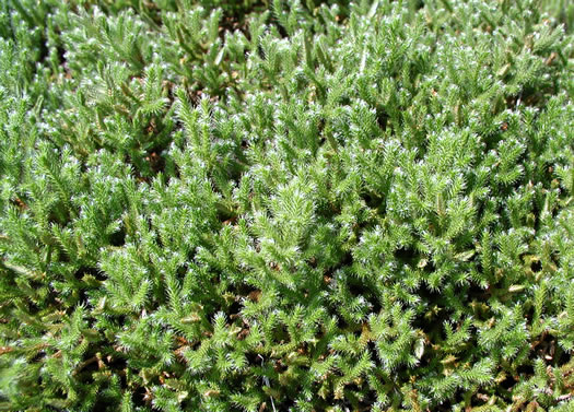 image of Bryodesma tortipilum, Twisted-hair Spikemoss