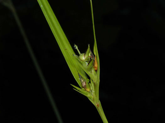 image of Scleria triglomerata, Tall Nutrush, Stone-rush, Whip Nutrush