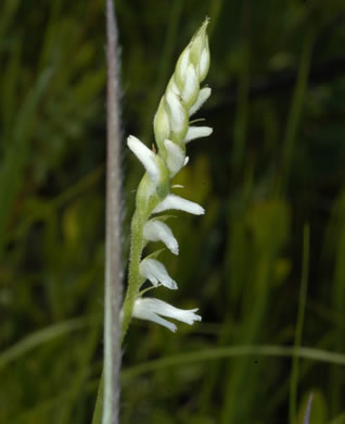 image of Spiranthes vernalis, Spring Ladies'-tresses