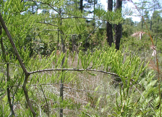 image of Taxodium ascendens, Pond Cypress