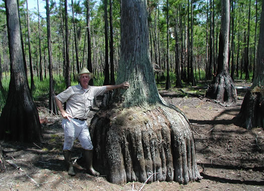 image of Taxodium ascendens, Pond Cypress